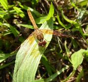 Orange-winged Dropwing